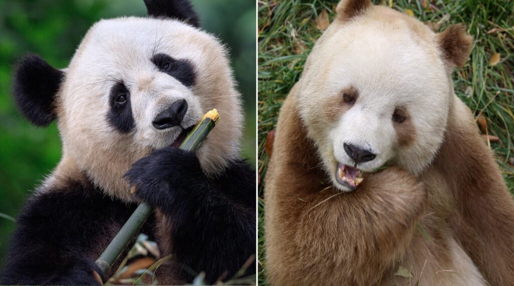Postoje dve vrste pandi, jedna više liči na medveda dok druga više liči na mačku