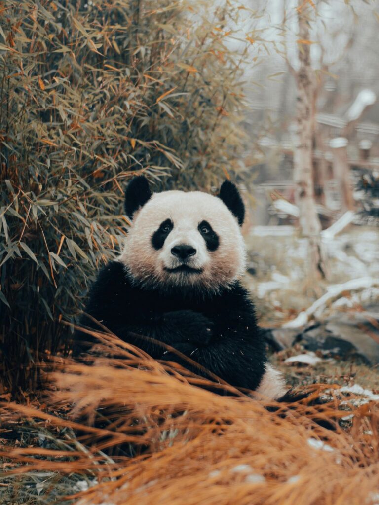 Panda gleda u kameru, nalazi se u šumi a kraj sebe drži bambus