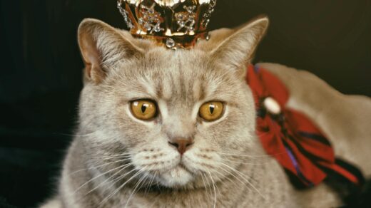 zanimljivosti o mackama