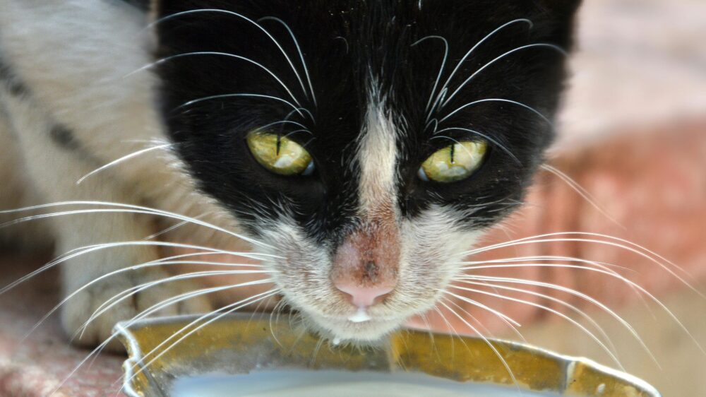 zanimljivosti o mačkama