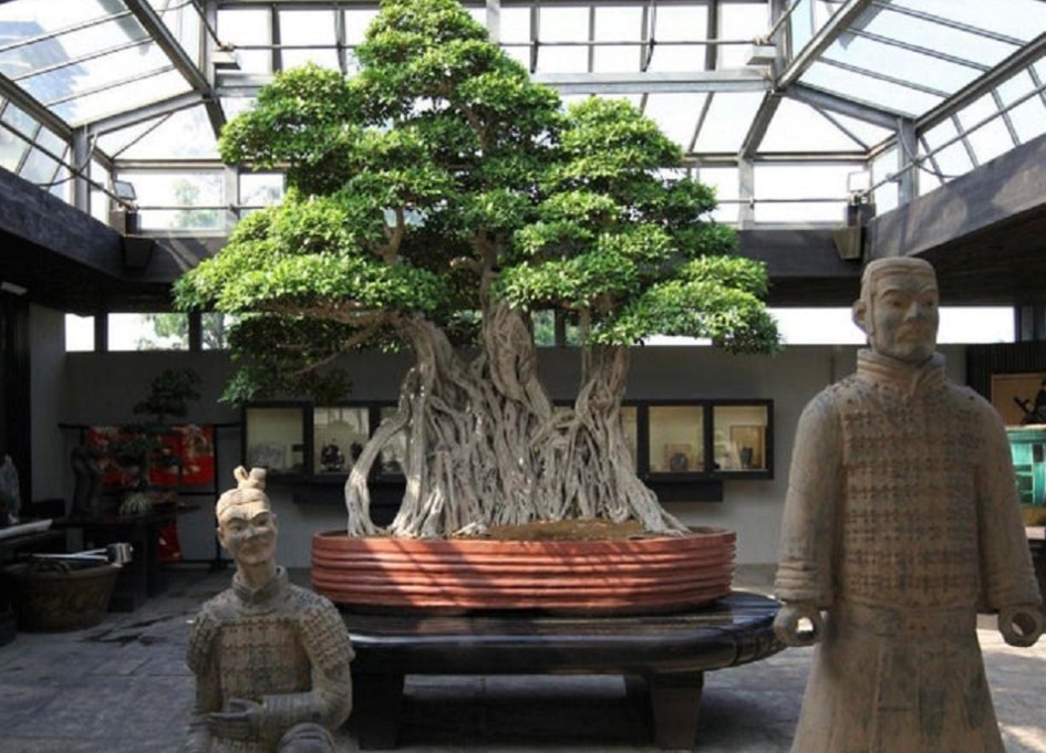 najstarije bonsai drvo