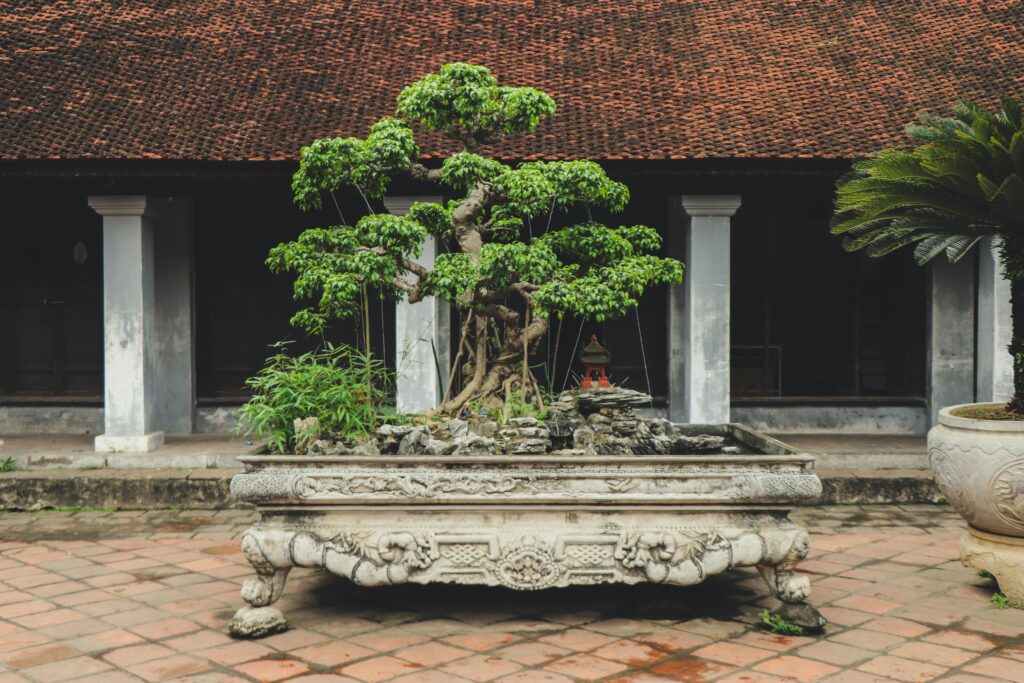 bonsai drvo starost