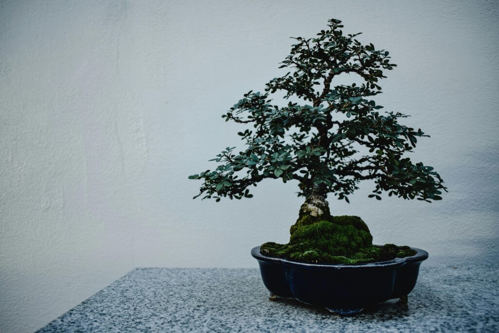 bonsai drvo posuda