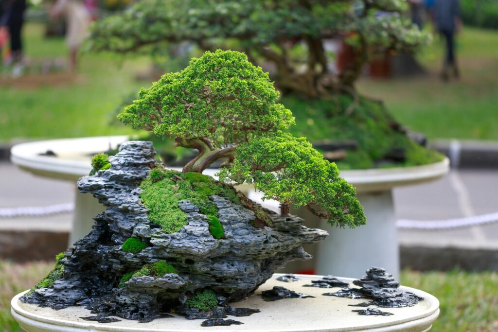 bonsai drvo cena