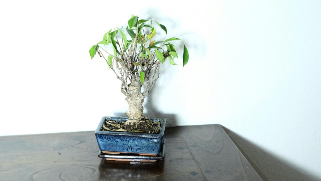 bonsai znacenje