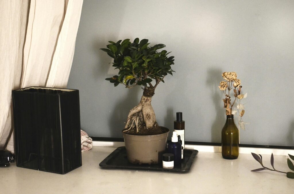 bonsai drvo vrste