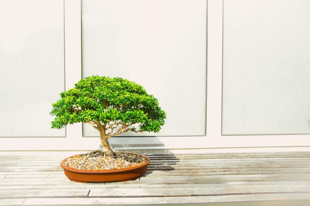 bonsai drvo