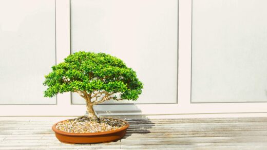 bonsai drvo