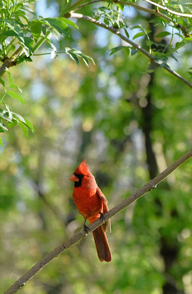 Kardinal vrste ptica