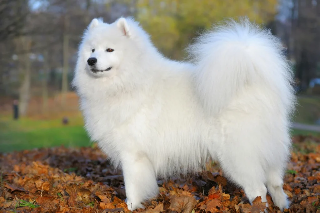 Samojed pas