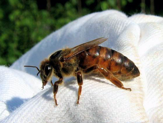 Matica pčela činjenice