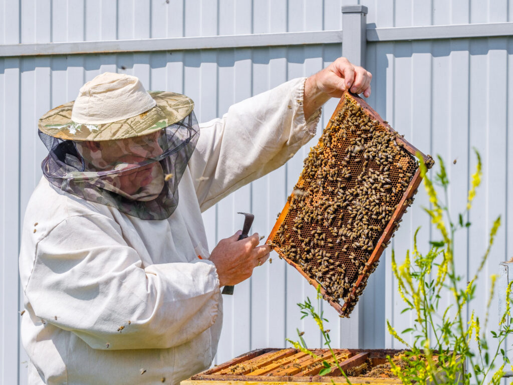 zanimljivosti o pčelama koje niste znali
